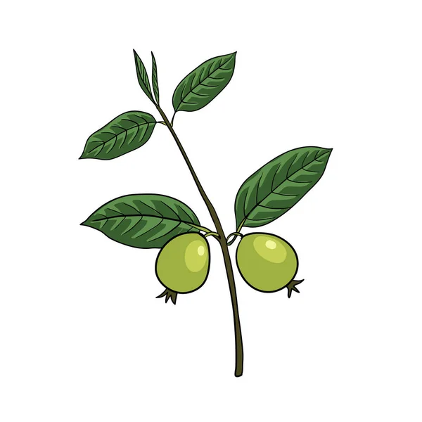 Vektor ritning guava träd — Stock vektor