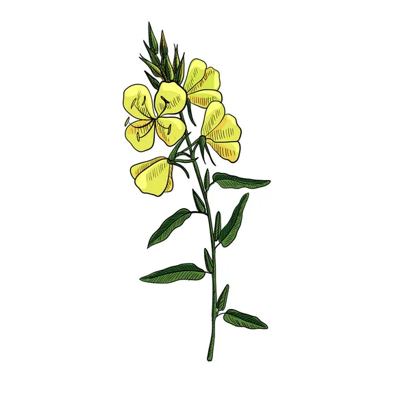 Vector drawing evening primrose Stock Vector