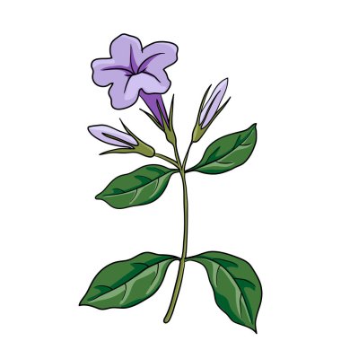 vektör minnieroot çiziyor