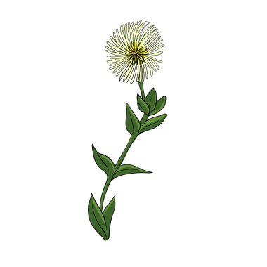 vektör çizimi kanna