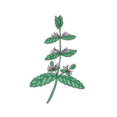 vektör su germanderi