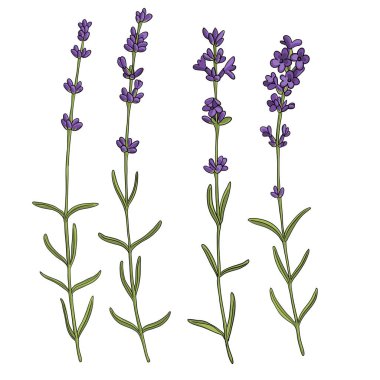 vektör çizimi lavanta