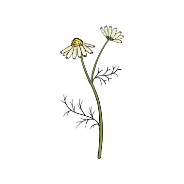 vector drawing chamomile clipart