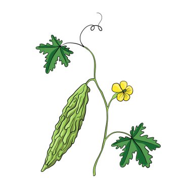 vektör acı kavun bitkisi çiziyor