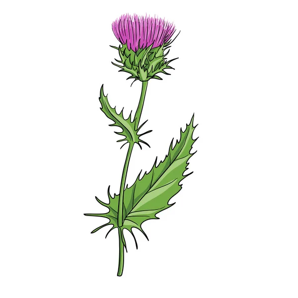 Vector drawing milk thistle — Stock Vector