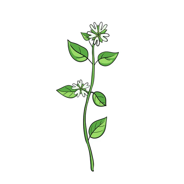 Vector drawing chickweed — Stock Vector