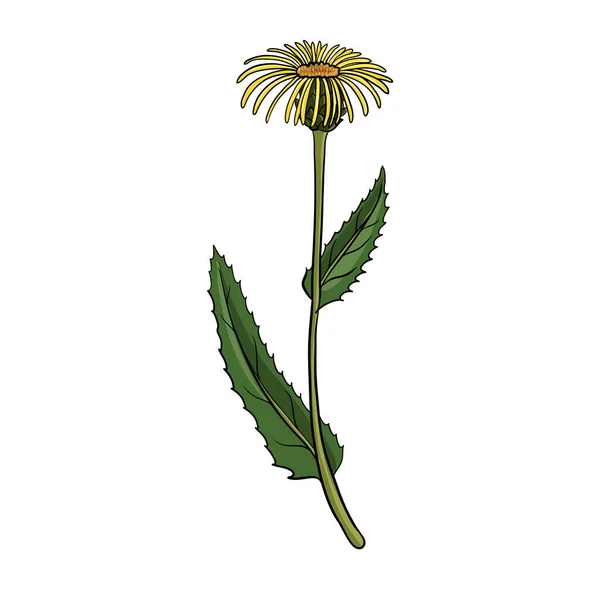 Vektor Zeichnung elecampane Blume — Stockvektor