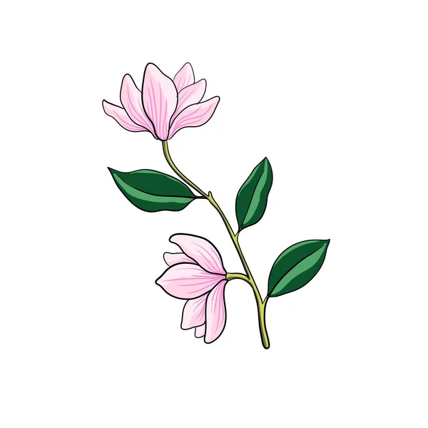 Vector dibujo rama de árbol magnoila — Archivo Imágenes Vectoriales