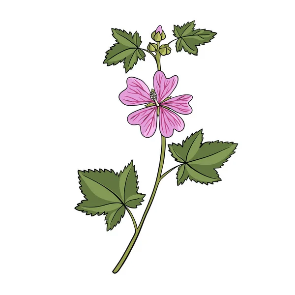 Vektorová kresba květu sladu — Stockový vektor