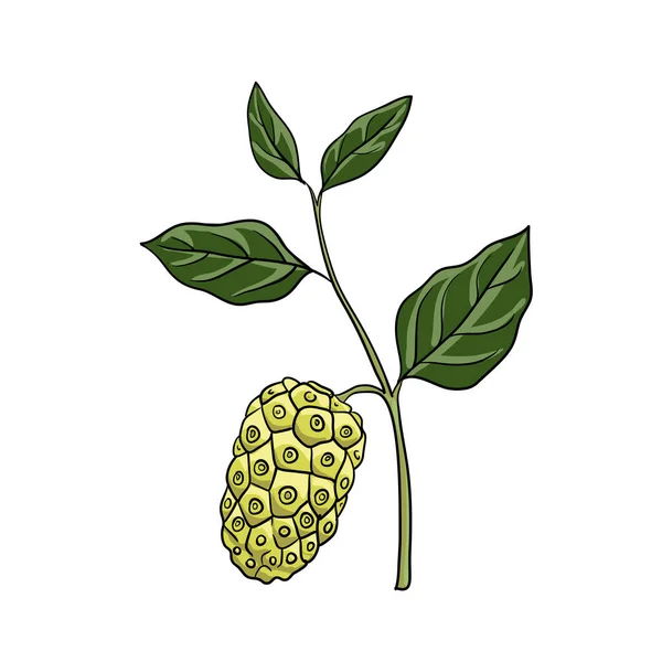 Vectortekening noni — Stockvector