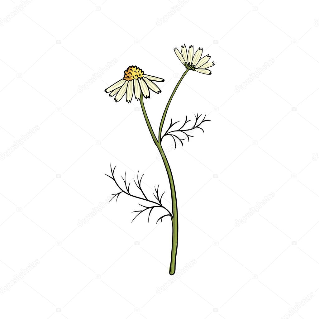 vector drawing chamomile