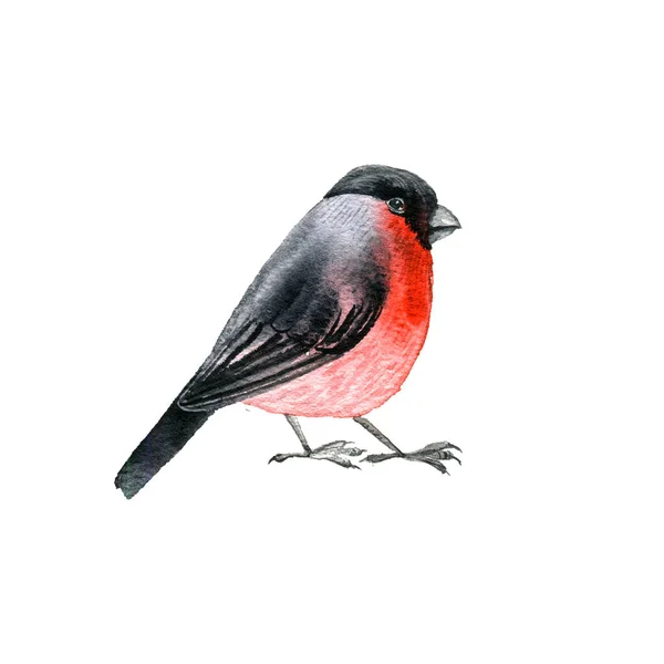 Bullfinch, watercolor drawing bird — Stock Photo, Image