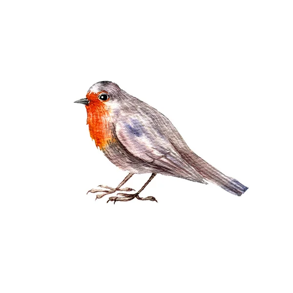 Watercolor drawing bird — Stock Photo, Image