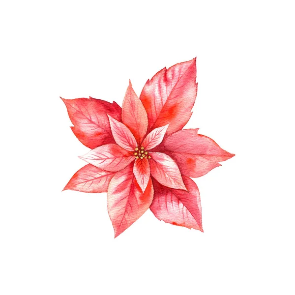 Julstjärna med röda blad ritning av akvarell — Stockfoto
