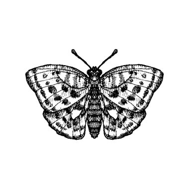 vektör mürekkebi kelebek çizer