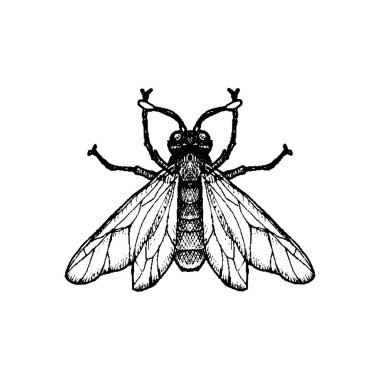 vektör mürekkebi sineği