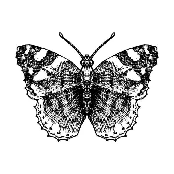 Vector ink drawing butterfly — Stock Vector