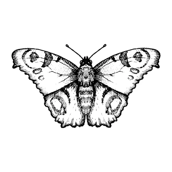 Vector inkt tekening vlinder — Stockvector