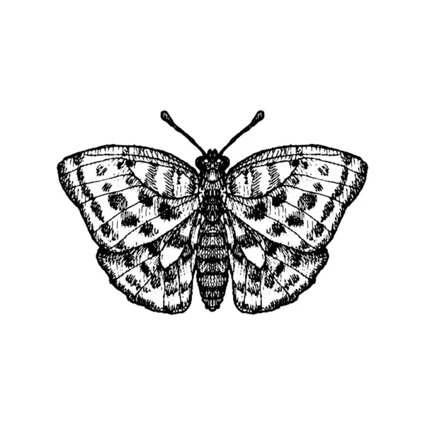 Vector inkt tekening vlinder — Stockvector