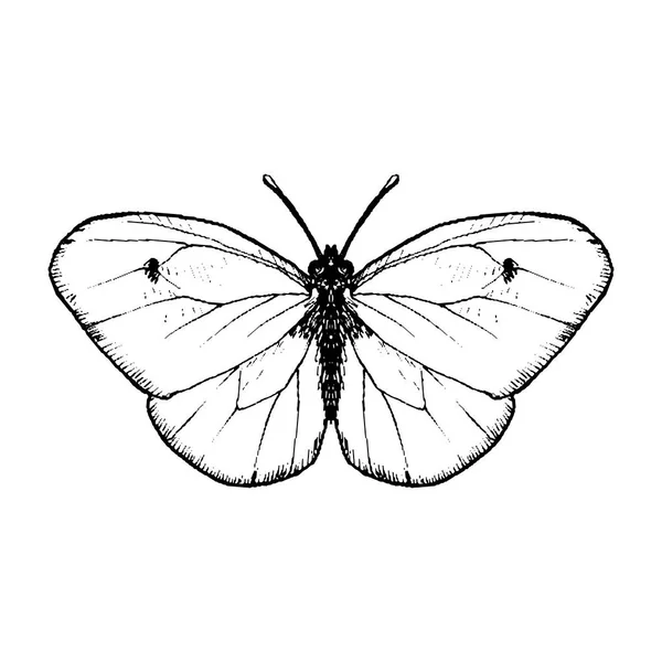 Tinta vektor menggambar kupu-kupu - Stok Vektor