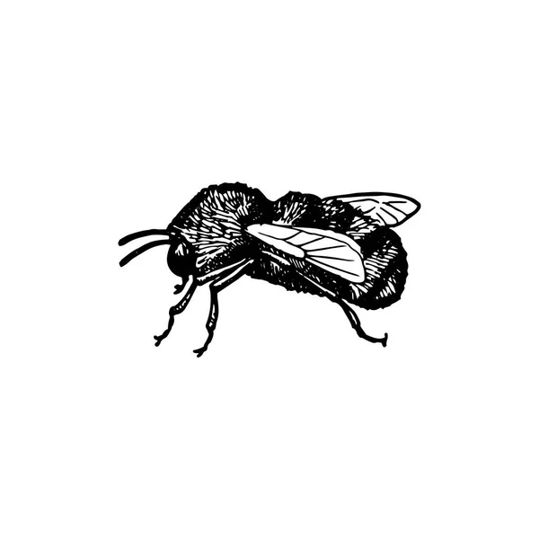 Tinta vetorial desenho abelha —  Vetores de Stock