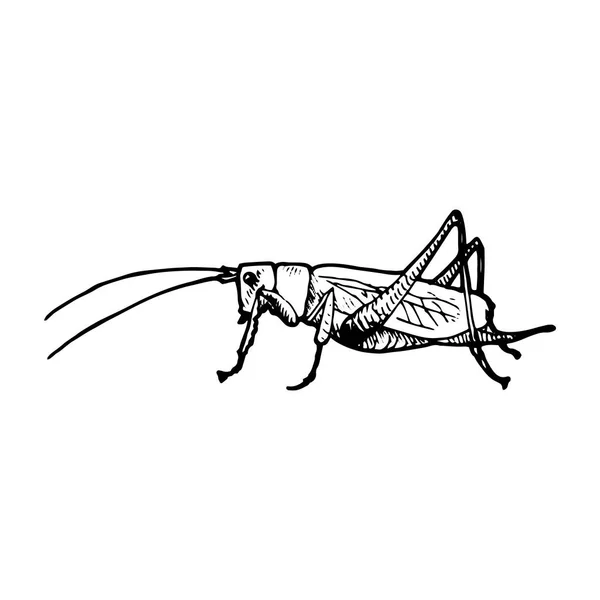 Vector ink drawing grasshopper — Stock Vector