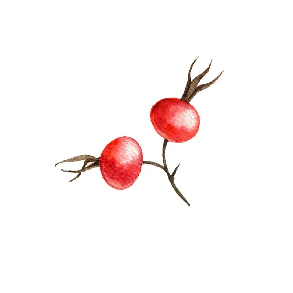 Aquarellzeichnung Beeren — Stockfoto