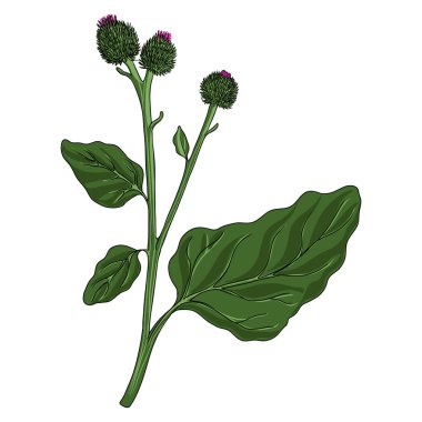 vektör çizim burdocu