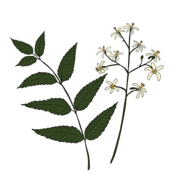 vektör çizim neem ağacı dalı