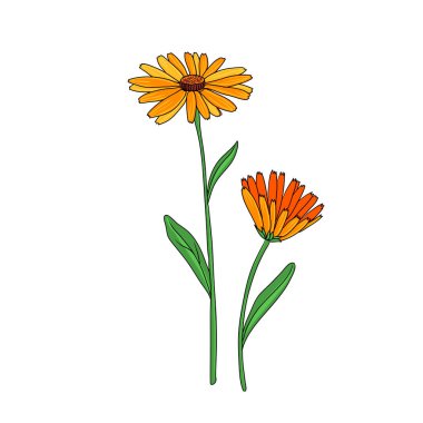 vektör pot marigold çiziyor