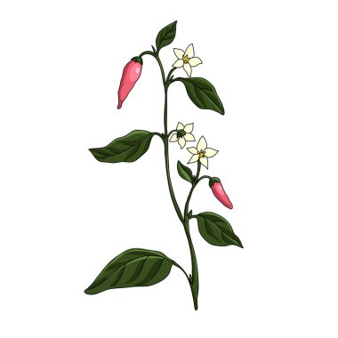 acı biber bitkisi çizen vektör