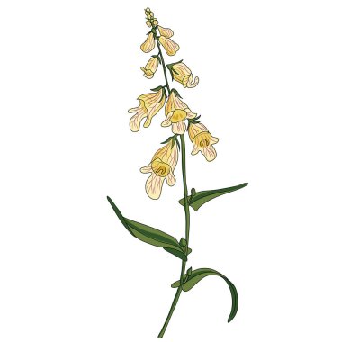 vektör çizim dijitalisi