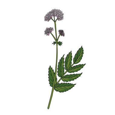 vektör kediotu çizimi