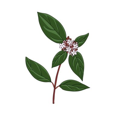 vektör çizimi Laurustinus