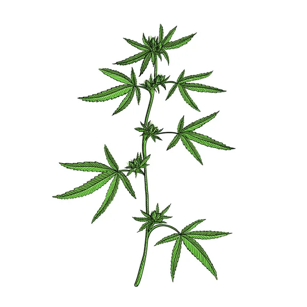 Vector dibujo planta de cannabis — Archivo Imágenes Vectoriales