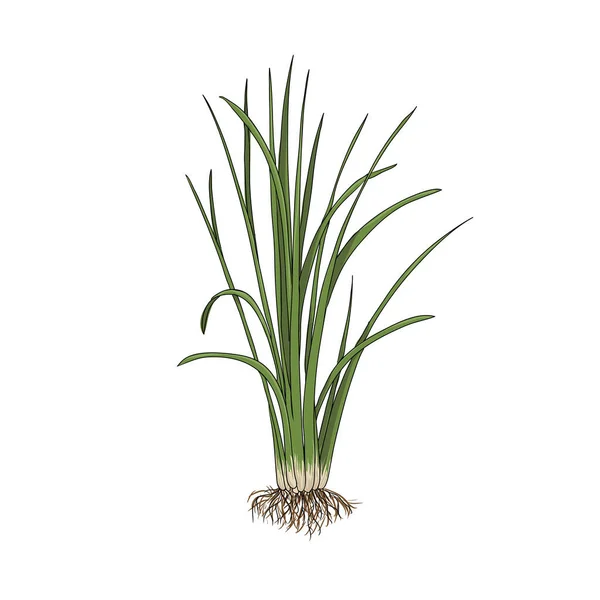 Dessin vectoriel plante vétiver — Image vectorielle
