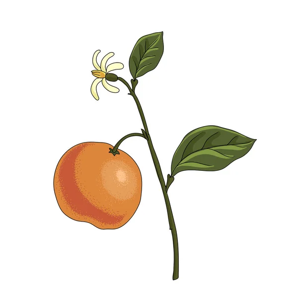 Vector tekening bittere prange — Stockvector