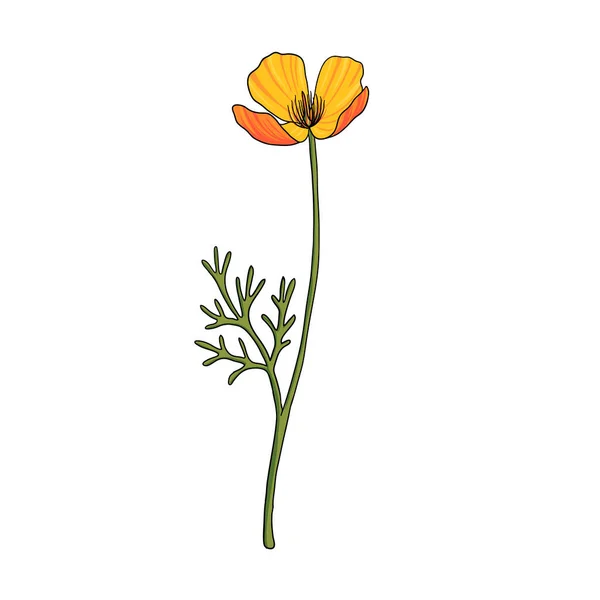 Vectortekening van de Californische papaver — Stockvector