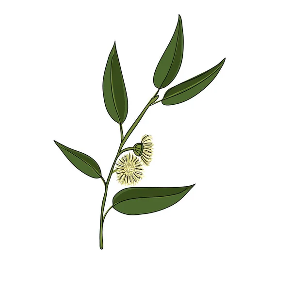 Rysunek wektorowy eukaliptusa — Wektor stockowy