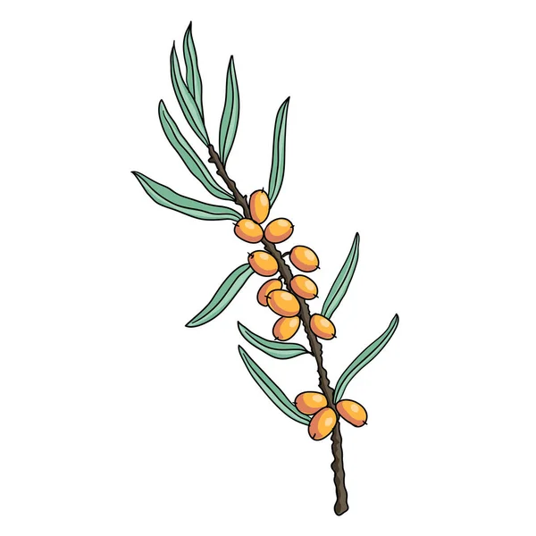 Disegno vettoriale olivello spinoso — Vettoriale Stock