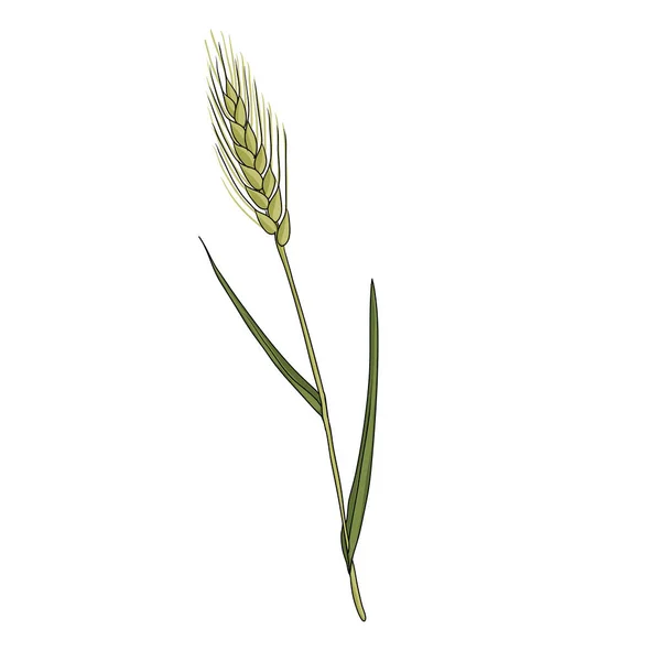 Vector dibujo hierba de trigo — Archivo Imágenes Vectoriales