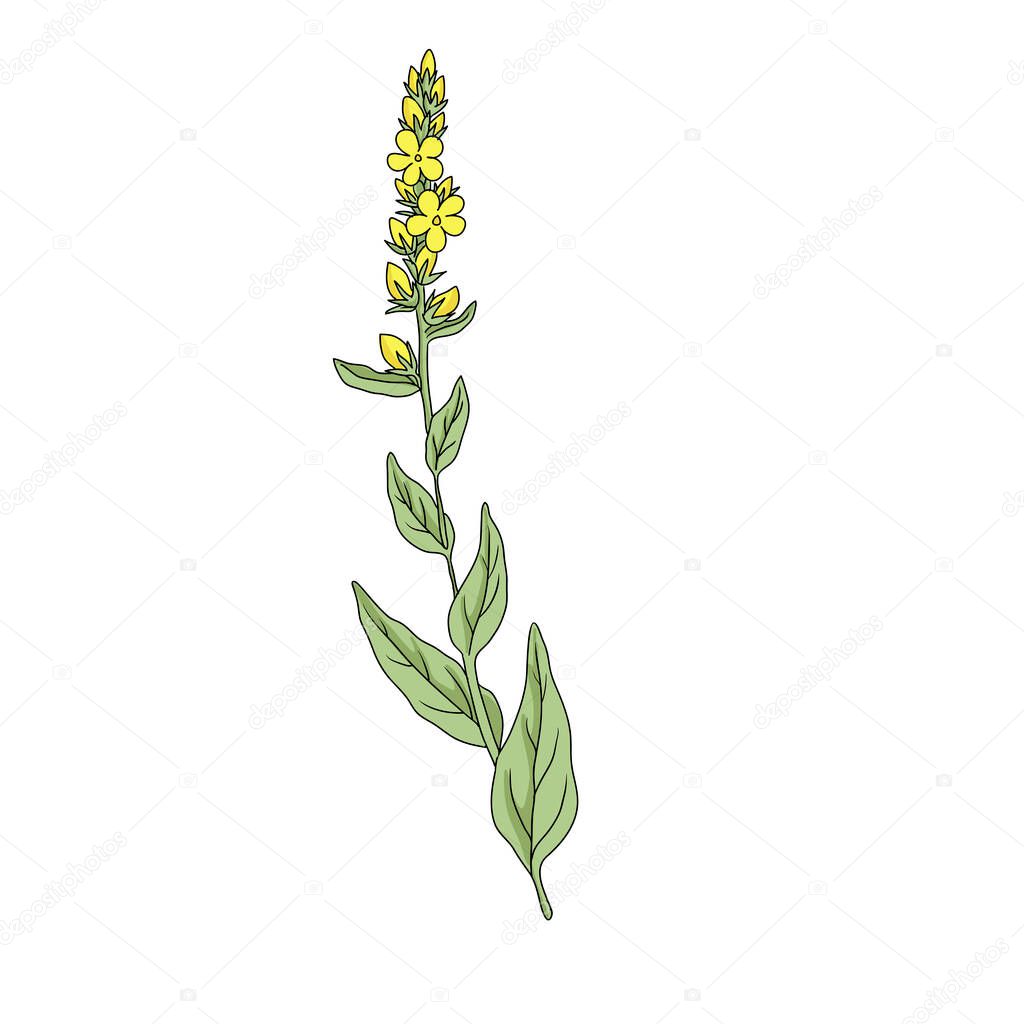 vector drawing mullein