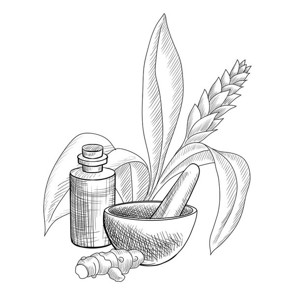 vector drawing turmetic essential oil
