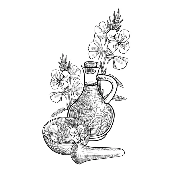 Vector drawing evening primrose oil Stock Vector