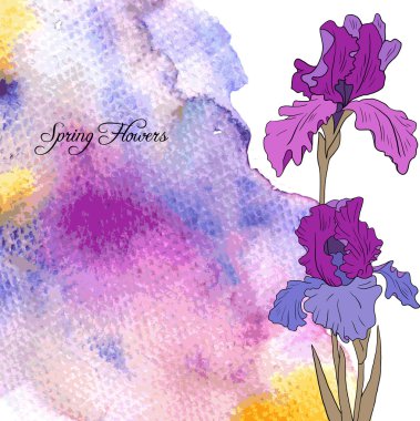 süsen ile vektör suluboya arka plan