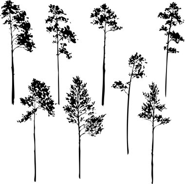 çam ağaçlarının kümesi