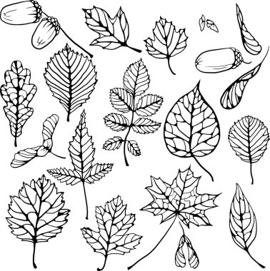 vector set of leaves clipart