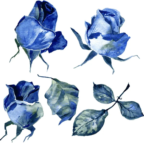 Set di rose disegno ad acquerello — Vettoriale Stock