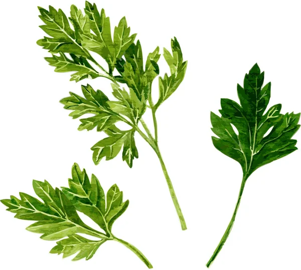 Leaves of parsley — Stock Vector