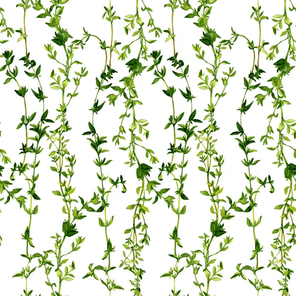 Seamless pattern with branches of thyme — Stock Vector